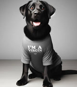1 grey Pet T-Shirt white I'M A VIRGIN (But this is an old shirt) #color_grey